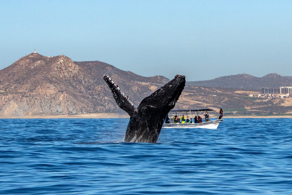 whale watching oahu