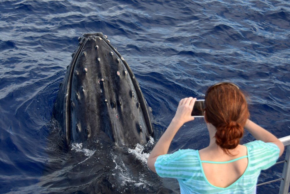 whale watching oahu