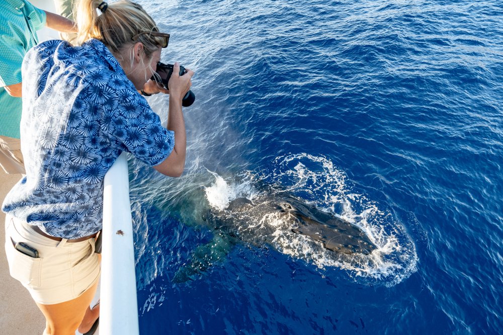 whale watching oahu